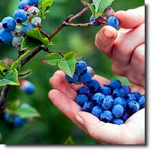 _TAKA Ingredient #4 blueberries